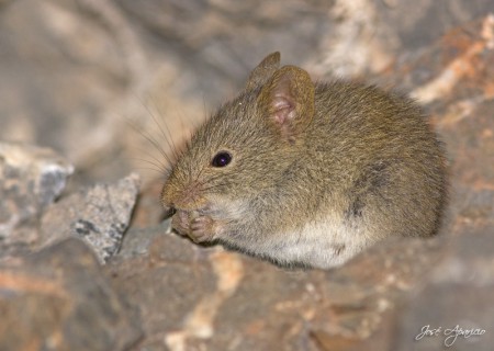 Ratón olivaceo